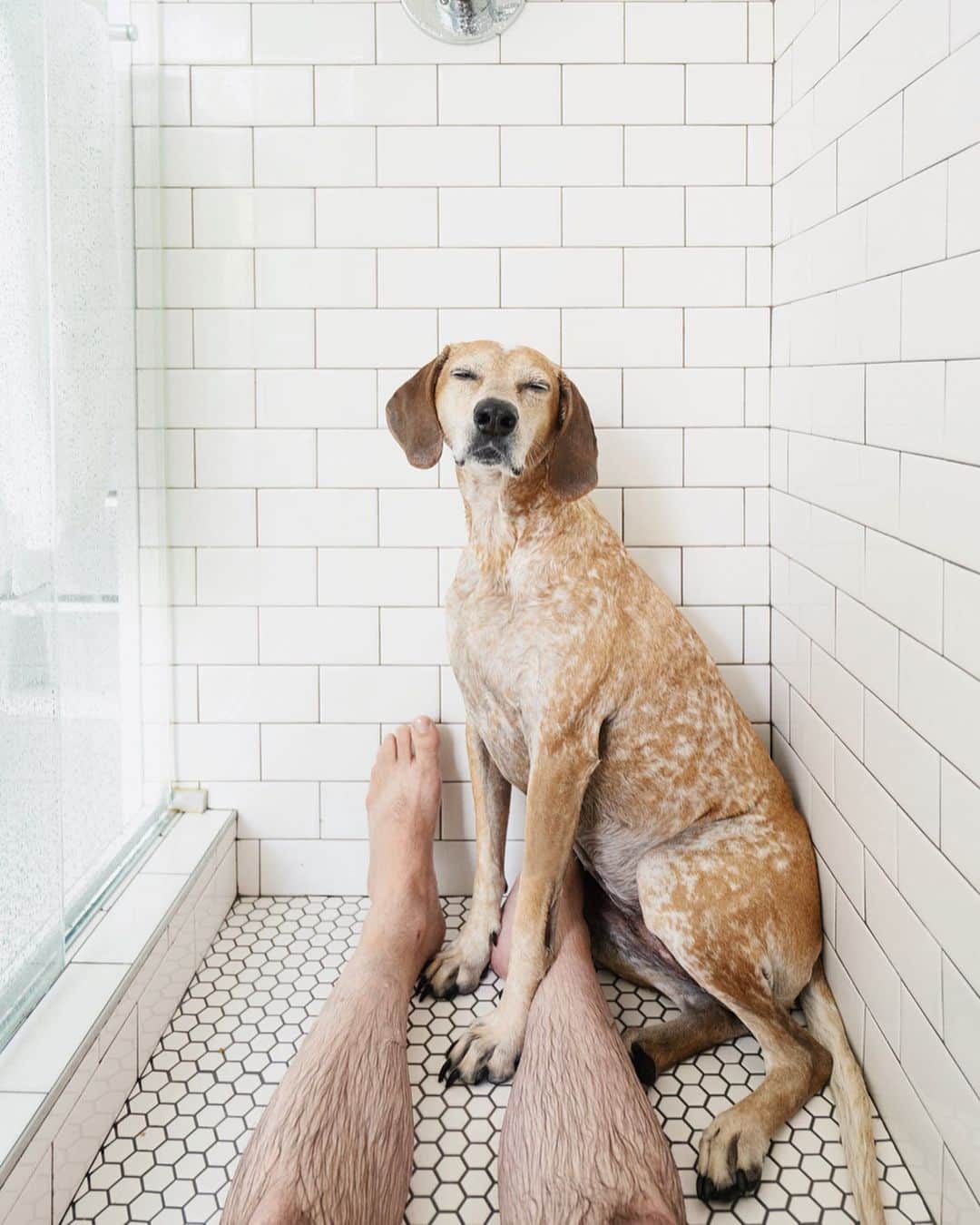 マディのインスタグラム：「Everyone gives their dog a bath while taking a shower yeah? Thought so ✨」
