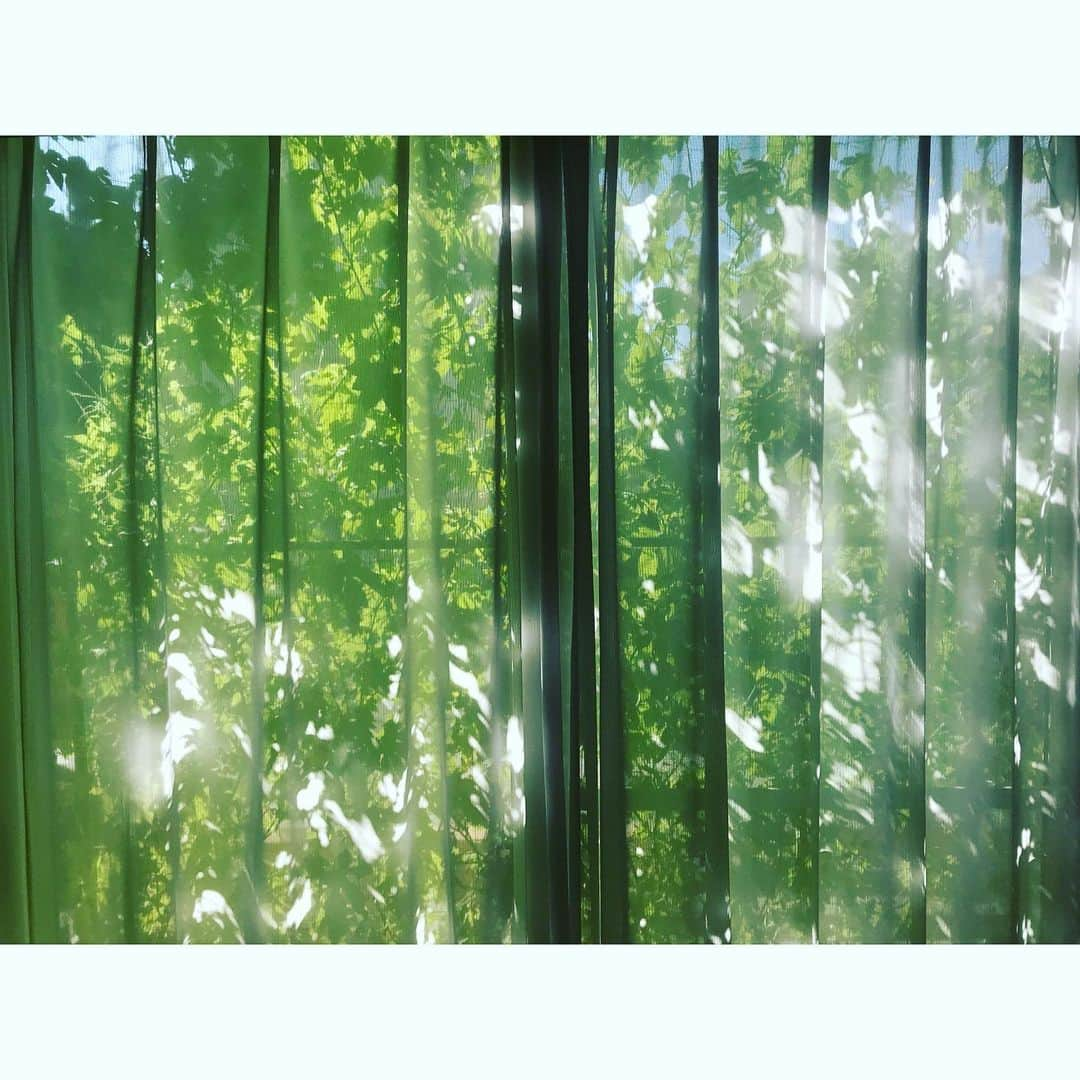 mami◡̈⃝❤︎さんのインスタグラム写真 - (mami◡̈⃝❤︎Instagram)「* グリーンカーテン🌿✨ * * #グリーンカーテン#plant#green#家庭菜園#ゴーヤ#ゴーヤ2019 #日よけ#緑のカーテン#朝活#畑#夏野菜#greencurtain#野菜#初夏#Japan #happylife #暮らし#tantanslife」8月5日 8時15分 - tantan_mami