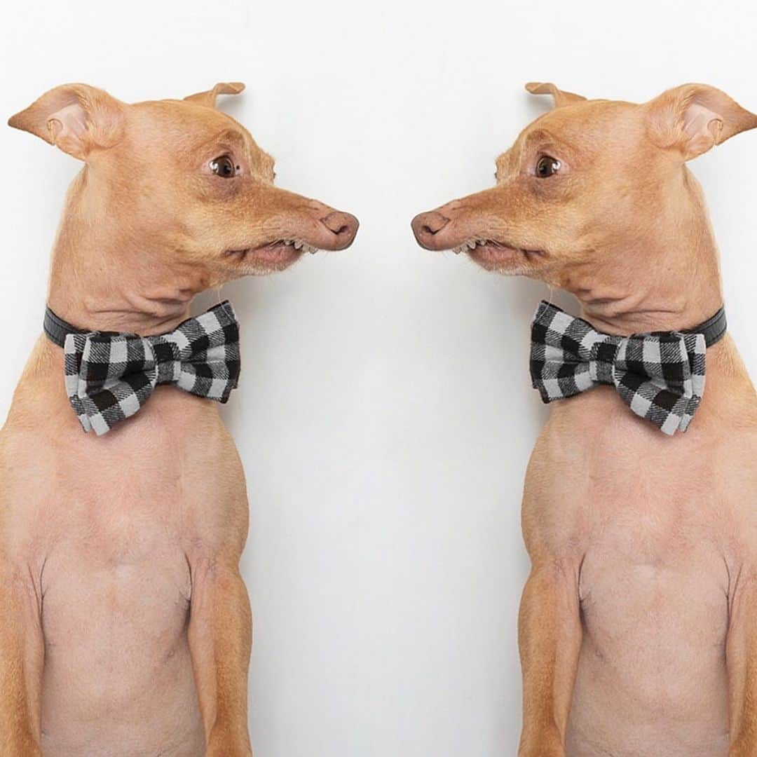 Tuna {breed:chiweenie} さんのインスタグラム写真 - (Tuna {breed:chiweenie} Instagram)「I’m reposting this because it’s #nationaltwinsday and this is the only and closest photo that I have of him being a twin! #👯‍♂️. #itslikelookingintoamirror」8月5日 8時19分 - tunameltsmyheart