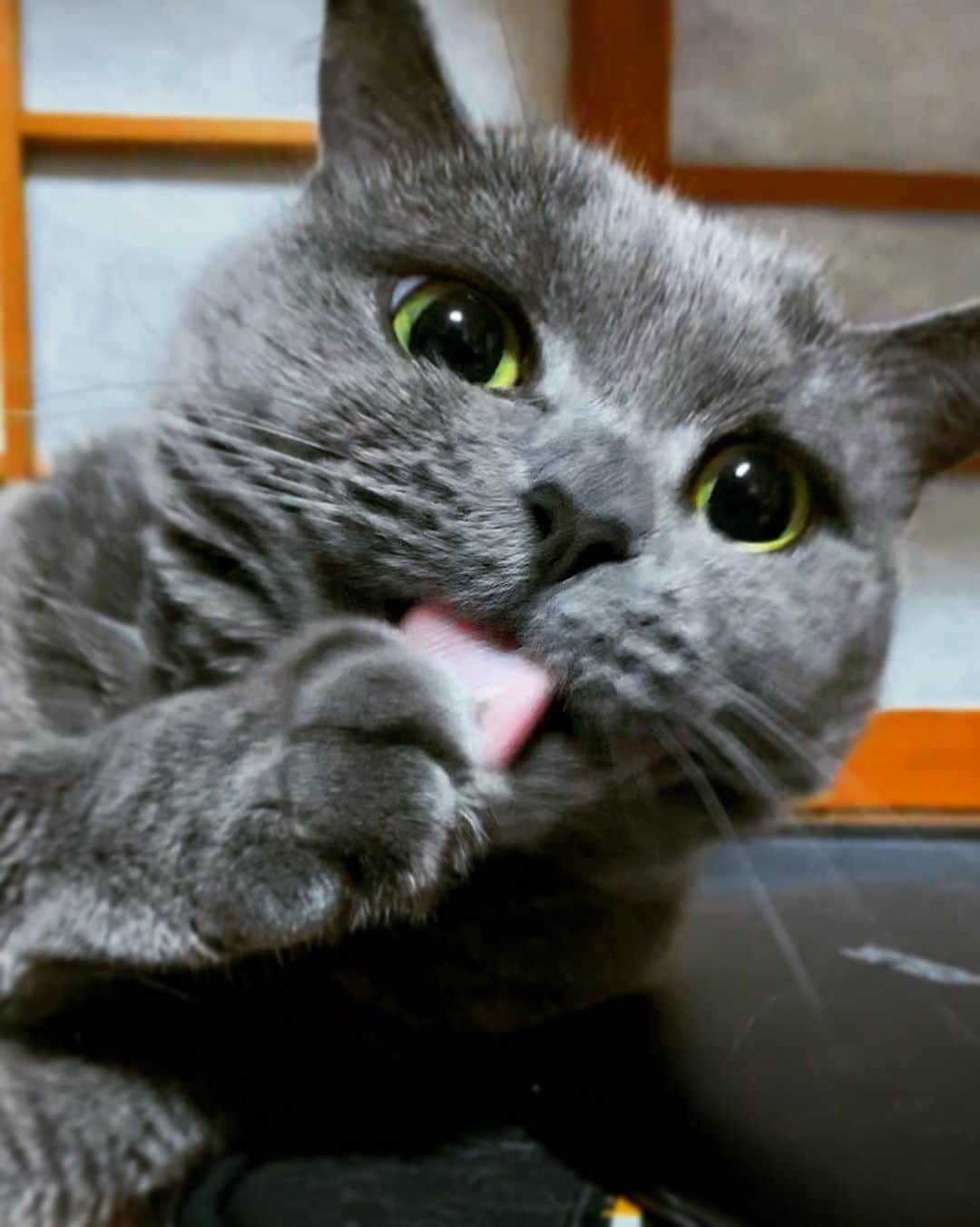 チキン南蛮カレーのルウ王子のグルメインスタ