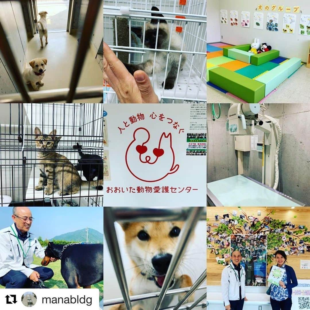 齊藤美絵さんのインスタグラム写真 - (齊藤美絵Instagram)「#Repost @manabldg with @get_repost ・・・ 命を学ぶ。 【犬240頭・猫1764頭】 これ、何の数字だと思いますか？？ 実は2017年度の一年間で、 大分県の保健所に持ち込まれて 命を奪われたペットの数です。  大分県は、実は犬や猫の殺処分、 全国ワースト10。  町中でも本当によく猫の姿を見かけますが、一昔前に比べて、猫に栄養が行き届いている分、それまでは出産が年に2回だったのが今では年3回に。妊娠率ほ100％なので、どんどん猫が増えているのだそうです。  東京では、2018年度に動物殺処分０を達成。 http://tokyozero.jp/about  大分でもそれを目指して、 今年2月17日廻栖野（めぐすの）に、 おおいた動物愛護センターが開所されました。http://oita-aigo.com  実は、私の小学校時代の恩師で、 長年教育の現場で活躍されている 別木先生が、そのセンターにいらっしゃるので、先生に案内して頂きました。  定年を迎えられた先生は、 様々な分野からお声掛けがあった中で、これまで飼ってきた愛犬達への恩返しの想いでこの仕事を選ばれたとのこと。お話を聴かせて下さった先生の言葉から、動物への愛情と殺処分0への想いを強く感じました。 ******* こちらのセンターは、 一般の方も自由に立ち寄れる場所。 というより来て欲しい場所。 犬・猫の譲渡会や飼い方教室が開催されたり、広いドッグランがあったり。 自然豊かな環境で、とても美しい場所🍀  しかも屋外施設は、大規模な災害が起きたときに、動物の保護や同行避難受け入れ所としても機能するとのこと。東日本大震災のときに、余震で吠えてしまったり、まわりに動物アレルギーの方がいたりという理由で、愛犬と共に避難所で過ごすことが難しいという状況も目の当たりにしました。ペットを飼っていらっしゃる方は覚えておきたい場所です。 ******** こちらのおおいた動物愛護センターでは、保護された犬や猫をまず、トリアージ室へ。 職員の多くがなんと獣医さんなので、ケガや病氣がないか等診察し、その状況に応じて 処置をします。ワクチン接種や不妊・去勢手術などを行い、トリミング室で綺麗にしてもらってから、譲渡犬・猫の飼育室へ。  第１・３日曜日は猫の譲渡会。 第２・４日曜日は犬の譲渡会が行われています。 詳細はこちら→　 http://oita-aigo.com/transfer  ペットを飼いたいと思っている方は、まずは、このおおいた動物愛護センターへ。  犬や猫の一生は、10年から長くても20年弱です。その命を人間の都合だけで奪うのはとても悲しいこと。動物の大切な命が生かされていくことを祈ります。  別木先生、佐伯所長、ありがとうございました🐶🐱🍀✨ ✨✨✨ #大分上野マナビルプロジェクト  #マナビル #manabldg  #大分 #おおいた #oita #おおいた県 #おおいた動物愛護センター #殺処分0 #譲渡会 #人と動物心を繋ぐ #oita_pride #meetlocal_oita #local_to_universe #oita_gram  #ミセスユニバ」8月5日 8時46分 - saitomie