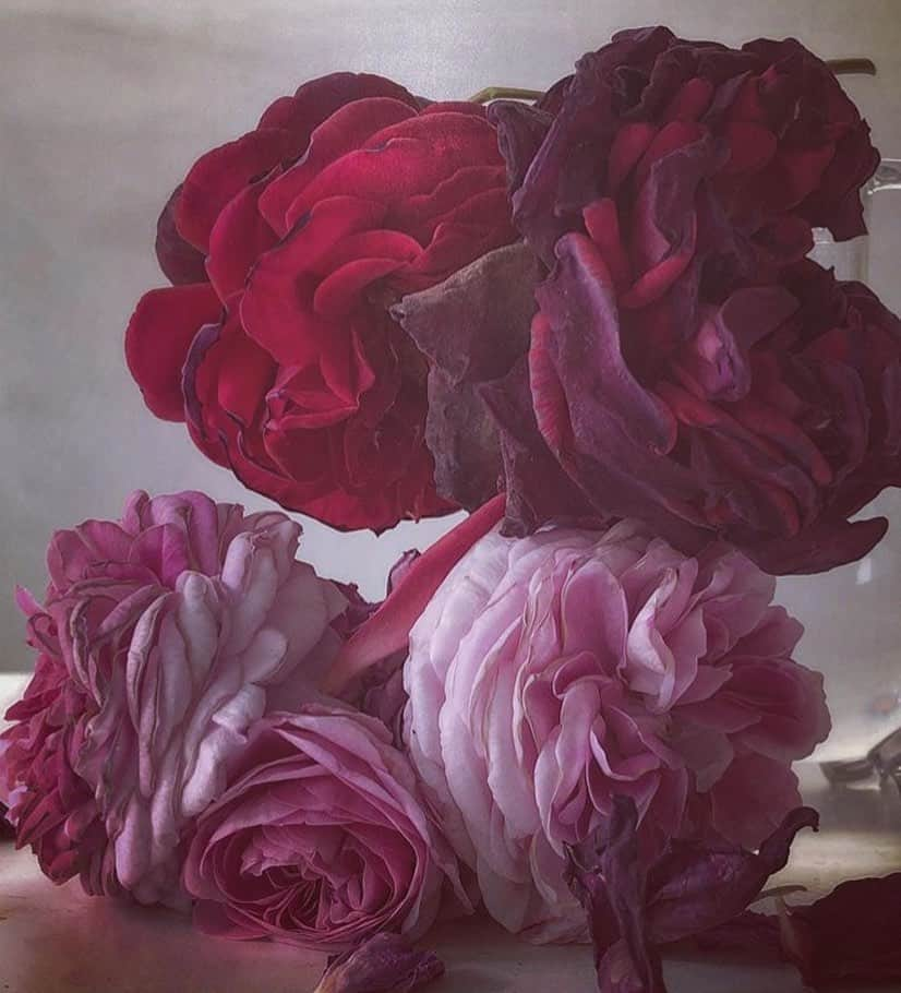 マリサ・トメイさんのインスタグラム写真 - (マリサ・トメイInstagram)「I’m in Rose Tattoo !  early buy tix on sale now ! (link in bio) 🌹🌹🌹 @nick_knight takes the most exquisite images of roses」8月5日 9時11分 - marisatomei