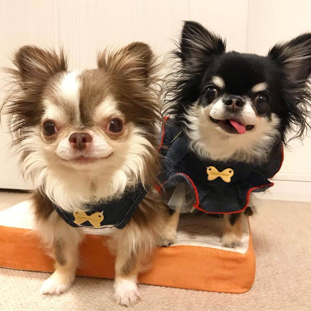 kayoのインスタグラム：「* * 暑いのに いつもくっついてる 仲良し🧒🏽❤️👧🏿 * * Lychee❤️Melon * * #chihuahua#chihuahualove#dogstgram#dog#instadog#チワワ#チワワ大好き * *」