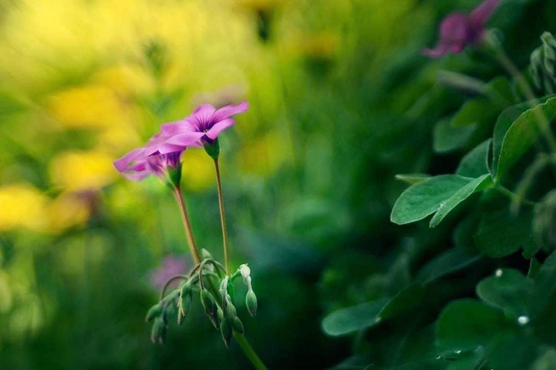 花の写真館のインスタグラム：「Photo by Keico Ninagawa.⠀ https://www.facebook.com/thankyouforyourlove26⠀ .⠀ Original Post[投稿頂いたURL]⠀ https://www.facebook.com/photo.php?fbid=1386278238181580⠀ .⠀ 本アカウントは、 #私の花の写真 をつけてInstagramに投稿された皆さまの花の写真や、「花の写真館」Facebookページで投稿された花の写真を紹介します。⠀ 「花の写真館」Facebookページは、「 @floral.photograph 」のプロフィールにあるURLからご覧ください。⠀ .⠀ #花の写真館 #floralphotograph #floralphoto #flower #flowers #富士フイルム #FUJIFILM⠀ Follow: @floral.photograph」