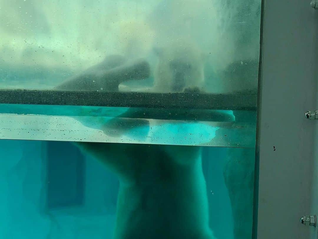 中川可菜さんのインスタグラム写真 - (中川可菜Instagram)「足湯ならぬ足水したい🐾 #この足の正体は #2枚目以降 #そうです #ホッキョクグマ #暑いんやろうな〜」8月5日 19時39分 - nakagawa_kana