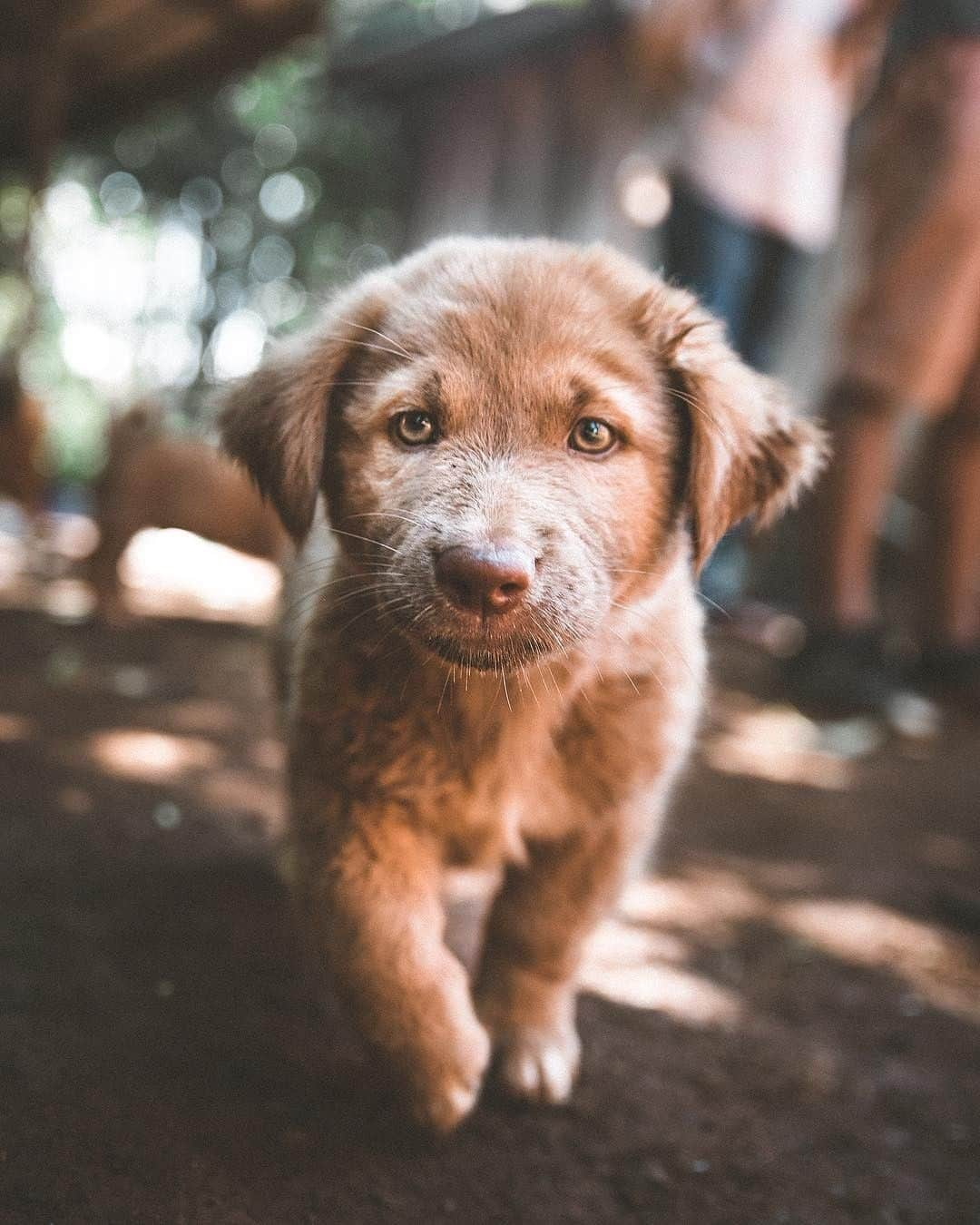 Kapten & Sonさんのインスタグラム写真 - (Kapten & SonInstagram)「'Happiness is a warm puppy.' 🐶 Who could resist these cute eyes? @sashajuliard captured a beautiful moment! ✨⁠ Psst.: Don't forget our current summer sale - last chance! #bekapten #kaptenandson⁠ .⁠ .⁠ .⁠ #dogsofinstagram #puppy #puppylove #cuteness #cute #mondaymotivation #dogstagram #instadog #puppies #love #dogs_of_instagram #lovepuppies」8月5日 19時40分 - kaptenandson