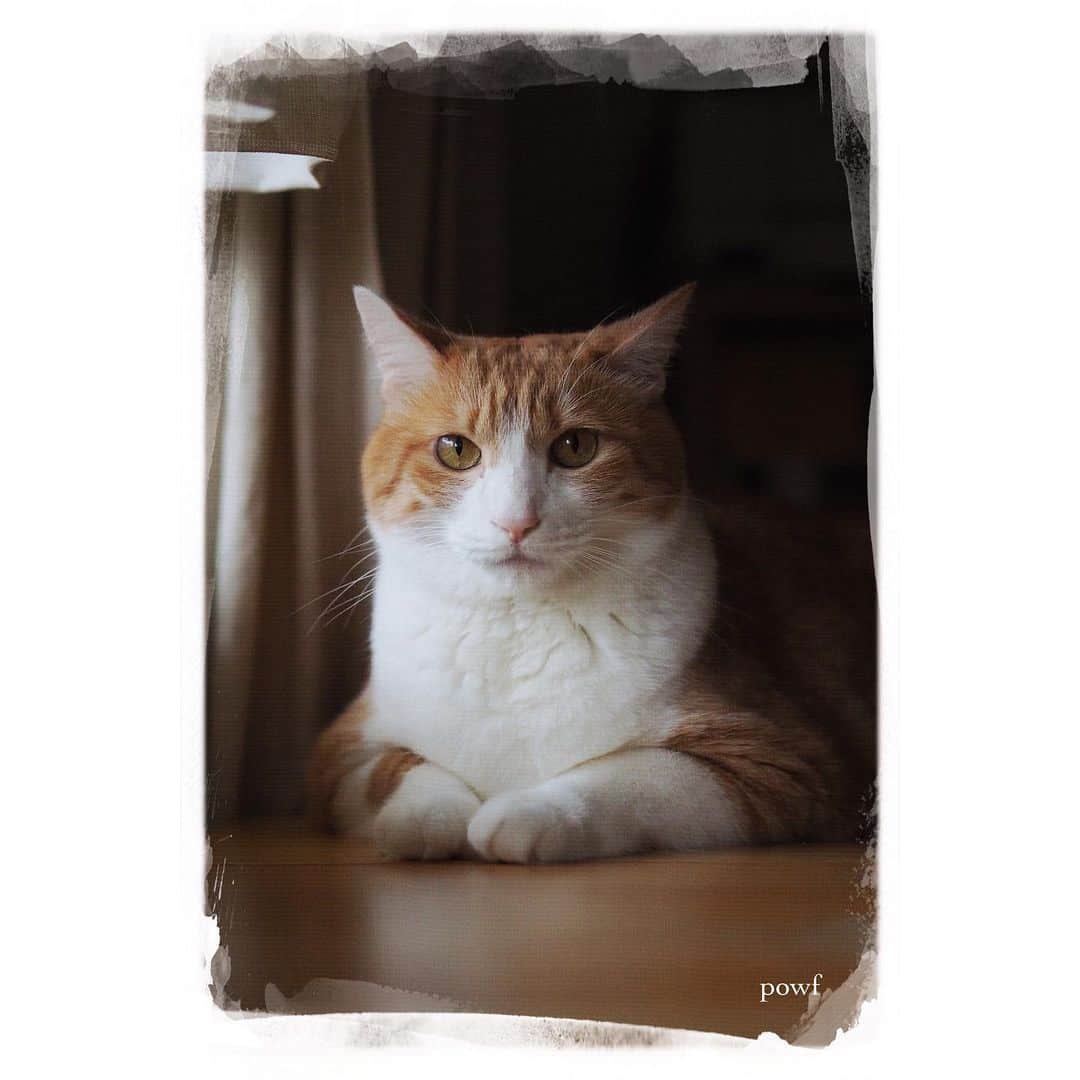 anemone_69のインスタグラム：「. #DreamCanvas_powf . #ハカセとキョウジュ #茶トラ白 #茶白 #cat #猫 #保護猫 . . .」