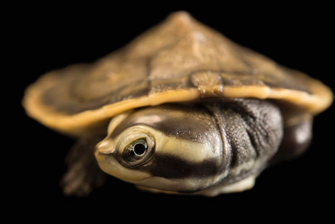 Joel Sartoreさんのインスタグラム写真 - (Joel SartoreInstagram)「​When it comes to adorable reptiles, this two-month old yellow-faced turtle is definitely at the top of our list. This species belongs to the genus Emydura, which is a group of turtles known for their moderately long necks. Adults can grow to be nearly a foot long, and have a life-span of 20-30 years. A resident of northern Australia, the yellow-faced turtle will almost always be found near a body of water and does not need to hibernate like other turtle species thanks to Australia’s warmer climate. You can help keep wild turtle populations healthy by leaving them in the wild, allowing them to thrive in their natural habitat. In Australia, it is illegal to take a yellow-faced turtle from the wild, and individuals must obtain a reptile licence before they are eligible to purchase a turtle as a pet. Photo taken @okczoo. #yellowfacedturtle #yellowstripes #tiny #aquatic #cute #Australia #reptile #turtle #PhotoArk #savetogether」8月5日 20時09分 - joelsartore