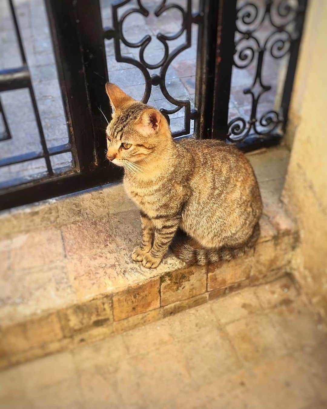 のインスタグラム：「門番ねこ🐱 #neko_magazine #ねこ #猫 #ネコ #catstagram #cat #ねこマガジン #NEKONOBA」