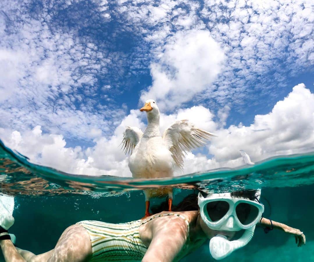 GoProさんのインスタグラム写真 - (GoProInstagram)「#石垣島 の名物とも言える海で泳ぐアヒルの金ちゃん、 @tamakiiiiii の背中でひと休憩 🦆 ・ ・ ・ #GoPro #GoProJP #GoProのある生活 #沖縄 #石垣 #アヒル #シュノーケル #Snorkeling」8月5日 20時27分 - goprojp