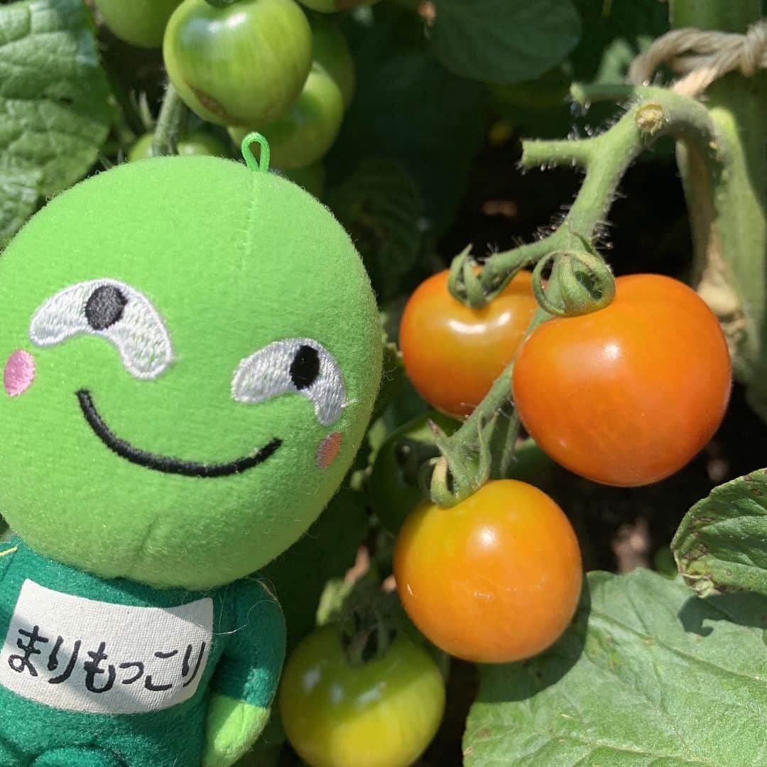 まりもっこりのインスタグラム
