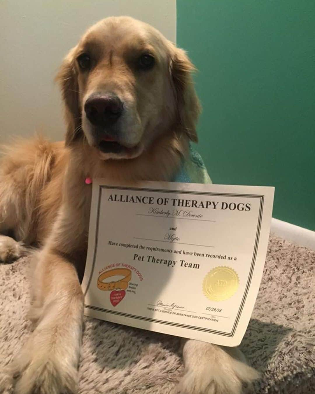 モヒートさんのインスタグラム写真 - (モヒートInstagram)「Three years ago today I officially became a therapy dog with @alliancetherapydogs 💜🐾 ------------------------------- #goldensofig #goldenretriever  #goldenretrieversofinstagram #betterwithpets #dogsofig  #dogsofinstagram #fluffypack #gloriousgoldens #welovegoldens #ilovemydog #goldenlife #bestwoof #ProPlanDog #ilovegolden_retrievers #mydogiscutest #retrieversgram #dogsofcle  #therapydog」8月5日 11時33分 - mojito_rose_family