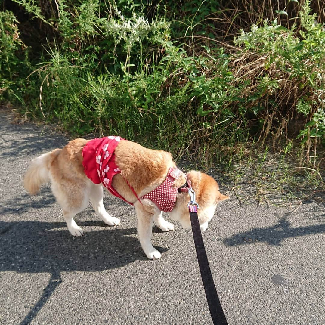 柴子さんのインスタグラム写真 - (柴子Instagram)「今朝の散歩風景。日が出てたけど風があって気持ちよかった。 柴子(仮名)さん、今頃はエアコンの効いた部屋で寝てるかなぁ(*´ω｀*) #柴犬　#shibainu #shibastagram」8月5日 11時33分 - senogawadogs