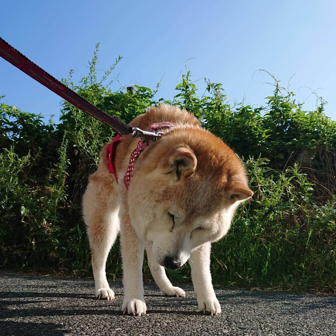 柴子さんのインスタグラム写真 - (柴子Instagram)「今朝の散歩風景。日が出てたけど風があって気持ちよかった。 柴子(仮名)さん、今頃はエアコンの効いた部屋で寝てるかなぁ(*´ω｀*) #柴犬　#shibainu #shibastagram」8月5日 11時33分 - senogawadogs