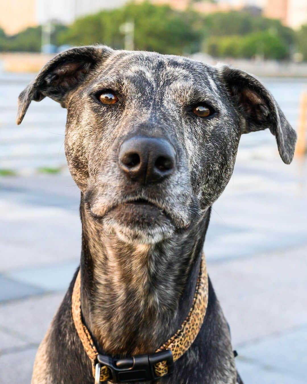 The Dogistさんのインスタグラム写真 - (The DogistInstagram)「RayZin, “Mongolian Lapanzee Ridgeback Hound from Lapland“ mix (4 y/o), Pier 45, New York, NY • “Her brindle coat pattern is amazing!” – “Yeah, she was dipped in Park Slope – there’s a special brindle dipping place in Park Slope. Very expensive.” A rescue from @nyanimalrescue」8月5日 11時56分 - thedogist