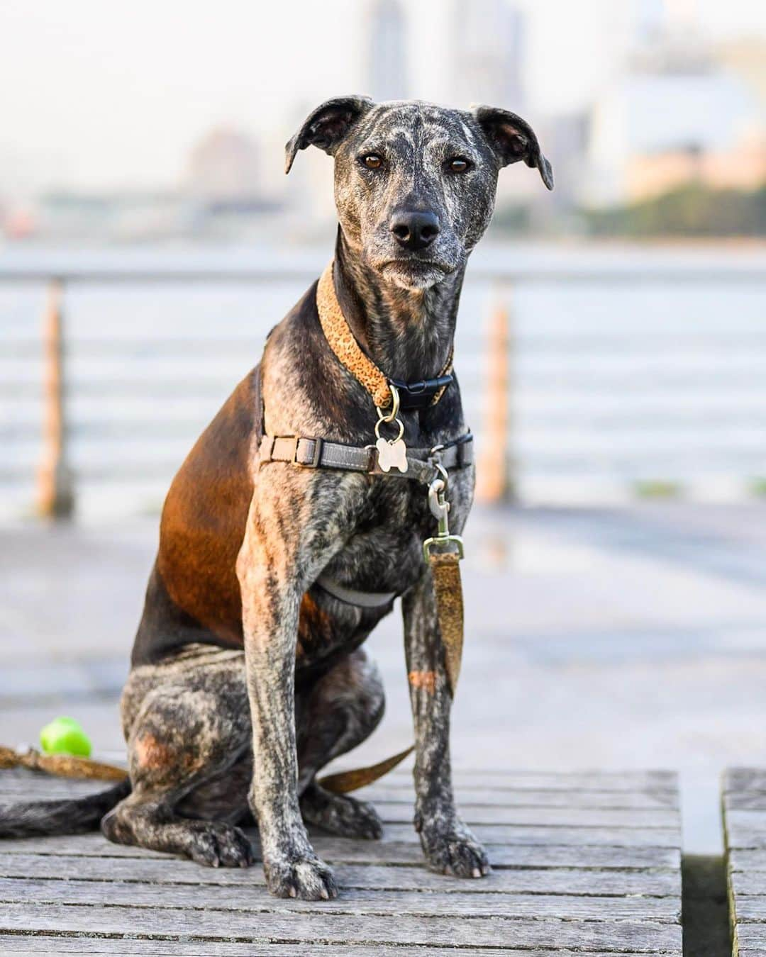 The Dogistさんのインスタグラム写真 - (The DogistInstagram)「RayZin, “Mongolian Lapanzee Ridgeback Hound from Lapland“ mix (4 y/o), Pier 45, New York, NY • “Her brindle coat pattern is amazing!” – “Yeah, she was dipped in Park Slope – there’s a special brindle dipping place in Park Slope. Very expensive.” A rescue from @nyanimalrescue」8月5日 11時56分 - thedogist