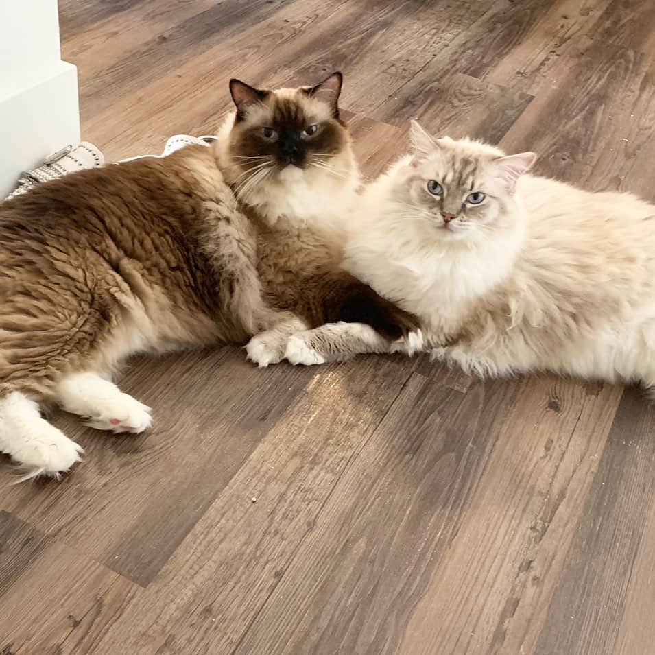 Chrissy Blairのインスタグラム：「Can’t wait to get back to these furry kids @pepandpru」