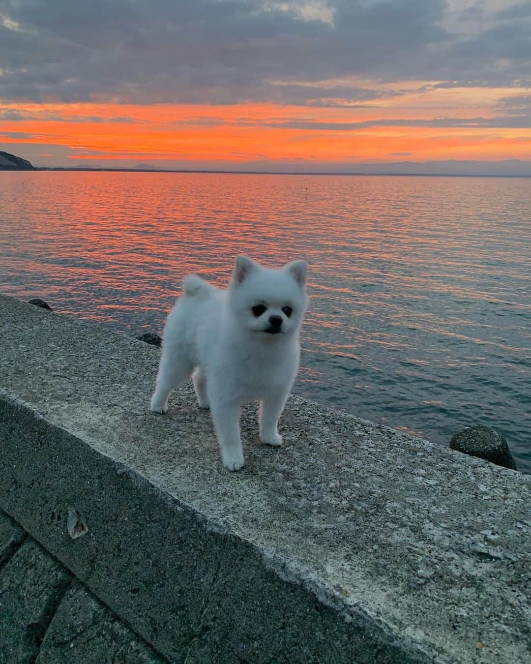 ニコちゃんのインスタグラム
