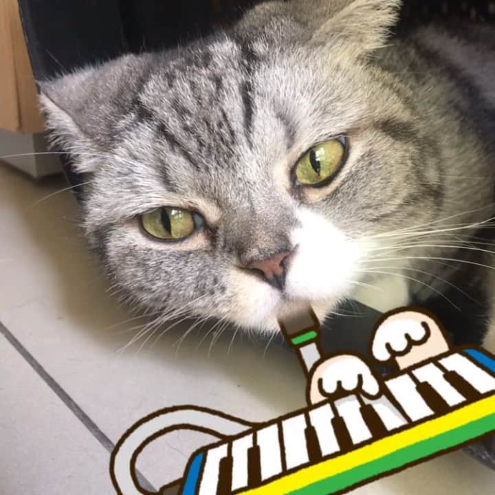 KATSUOのインスタグラム：「失恋でもしたのかしら . #cat #catstagram #catsofinstagram #instacat#cutecat #katsuo#snowアプリ#けんばんハーモニカを操るオトコ#遠い目をしながら」