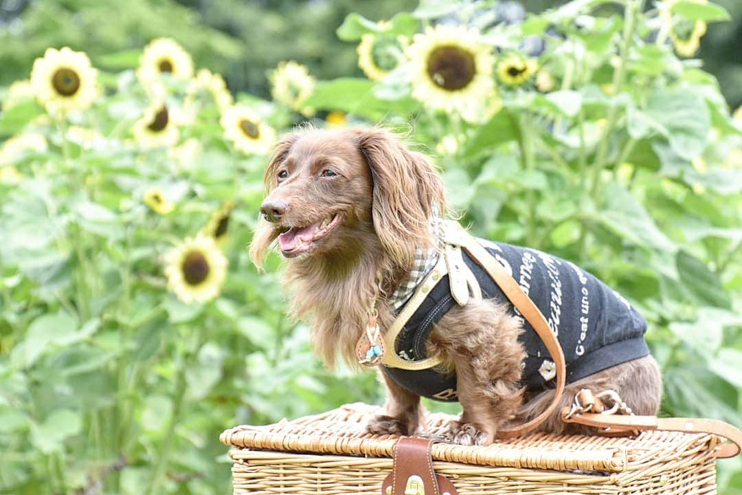 etsukoさんのインスタグラム写真 - (etsukoInstagram)「* 2019.08.05 🌻 * * * 🐶💬 『毎日 暑いですねぇ……。 ☀(〃´o｀)ﾌｩ…💦』 * * * 👧💬 『水遊びしているお友達🐶が 羨ましいね～ (*´□`*)♪』 * * * かなづち💣なアロハさんは ちびっ子の時に  お友達🐶と川遊びに行って 溺れかかったことがあり(TT) 海🌊の波打ち際で遊ぶのは大好きなのだけど どうやら 川やプールは苦手なのかな。 すいすいすぅ～い  と泳いでいるお友達🐶みたく 泳げるようになるといいのにな。 * * * #アロハと花巡り2019 #アロハとひまわり2019 #ひまわり #向日葵 #ミニチュアダックスフンド #ミニチュアダックス #ダックスフンド #ダックス #チョコソリッド #ワンコなしでは生きて行けません会 #犬のいる暮らし #miniaturedachshund #miniaturedachs #dachshund #dachs #dogoftheday #dachshund #ig_dogphoto #instadog #east_dog_japan #todayswanko #alohahappy🐶 * * *」8月5日 12時23分 - aloha_with_etsuko