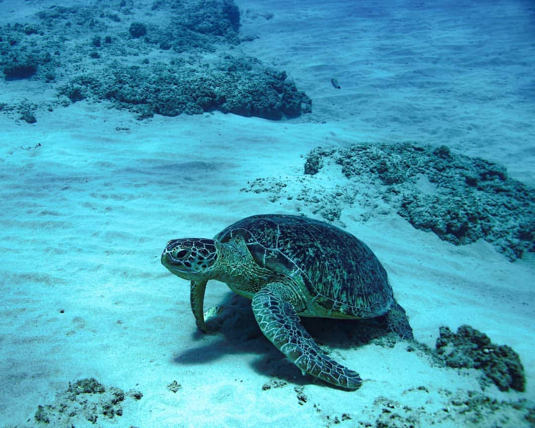 And Youさんのインスタグラム写真 - (And YouInstagram)「Many scientists are concerned that rising global temperatures will result in warmer sand, causing more female than male baby turtles, due to the fact that incubation temperature determines gender. ​​. ​. ​. ​. ​. ​. ​. ​. ​. ​. ​. ​. ​. ​. ​. ​. ​#hawaiivacation #hawaii #oahu #unrealhawaii #oahutours #ocean #hawaiistagram #hawaiiholiday #dolphins #dolphintour」8月5日 12時18分 - dolphinsandyou