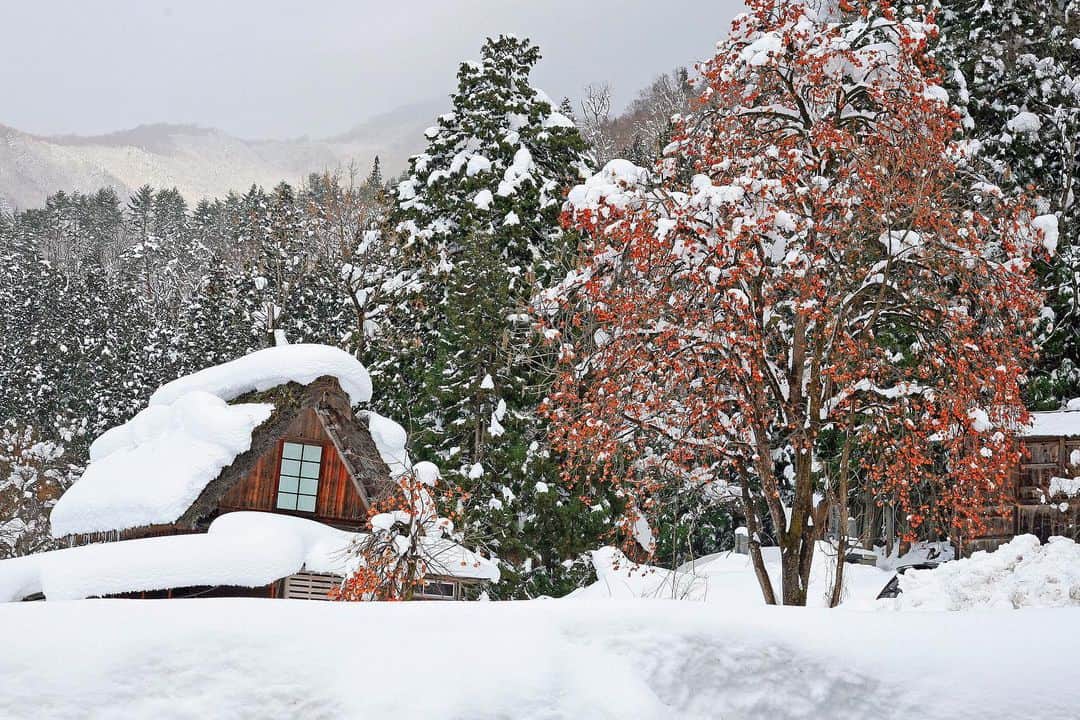 Satoyama推進コンソーシアムさんのインスタグラム写真 - (Satoyama推進コンソーシアムInstagram)「岐阜県白川卿に旅行の際撮った写真ですが、前日に大雪が降りたわわに実った残り柿と古民家が日本の原風景を感じ応募⁠⠀ ※Satoyamaフォトコンテスト2019代理投稿作品⠀⁠⠀ ⠀⁠⠀ #jtsatoyama2019⁠⠀ #フォトコンテスト⁠⠀ #フォトコン⠀⁠⠀ #写真⠀⁠⠀ #カメラ⠀⁠⠀ #里山⠀⁠⠀ #里海⠀⁠⠀ #風景⠀⁠⠀ #風景写真⠀⁠⠀ #日本の絶景⠀⁠⠀ #日本の美しい風景⠀⁠⠀ #田舎⠀⁠⠀ #田舎暮らし⠀⁠⠀ #photo⠀⁠⠀ #satoyama⠀⁠⠀ #satoumi⠀⁠⠀ #japan⠀⁠⠀ #landscape⠀⁠⠀ #japan_visit⠀⁠⠀ #Lovers_Nippon⠀⁠⠀ #daily_photo_jpn⠀⁠⠀ #naturephotography⁠⠀ #大雪⁠⠀ #柿⁠⠀ #古民家⁠⠀ #原風景」8月5日 12時35分 - jt.satoyama_consortium