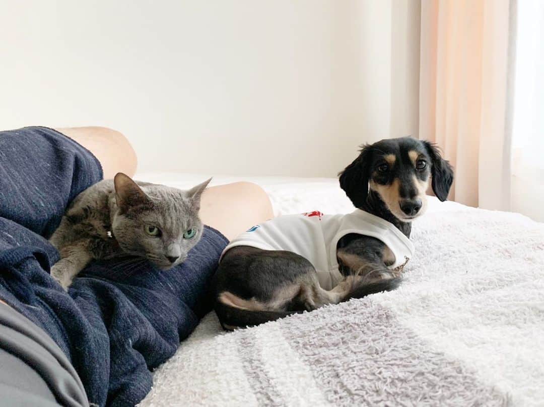 来栖あつこさんのインスタグラム写真 - (来栖あつこInstagram)「おつワンニャン🐶😽 ﻿ ﻿ 2匹のために冷房を入れたまま、ママさんはお仕事へ。﻿ 2匹、今頃何してるかなぁ🙄💭💭💭﻿ ﻿ ﻿ 写真は昨日のパパさんと2匹。﻿ パパさんは、2匹が自分の側にくるとすかさず写真を撮影してママさんに速報を送ってきます。﻿ ﻿ ﻿ #犬猫共存 #ムーちゃん #ムシャ ﻿ #dog  #ダックスフンド #dackshund ﻿ #犬 #狗 #개 #Hund #cane #chien ﻿ #miniaturedachshund ﻿ #ミニチュアダックスフンド ﻿ #dogstagram ﻿ #ムーネネ #猫 ﻿ #catstagram #chat #gatto ﻿ #gato #ねこ #Katze #kurusunene ﻿ #cat #RussianBlue ﻿ #ロシアンブルー ﻿ #ムーネネパパ」8月5日 12時43分 - atsukokurusu