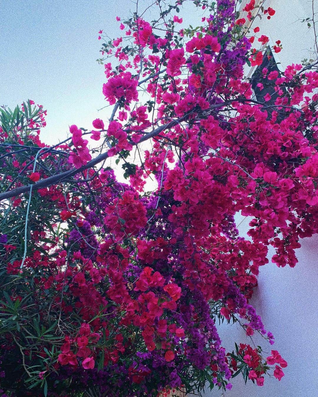 のインスタグラム：「Cover me with flowers #cascatadifiori #fioriacascate #allday #flowerday」