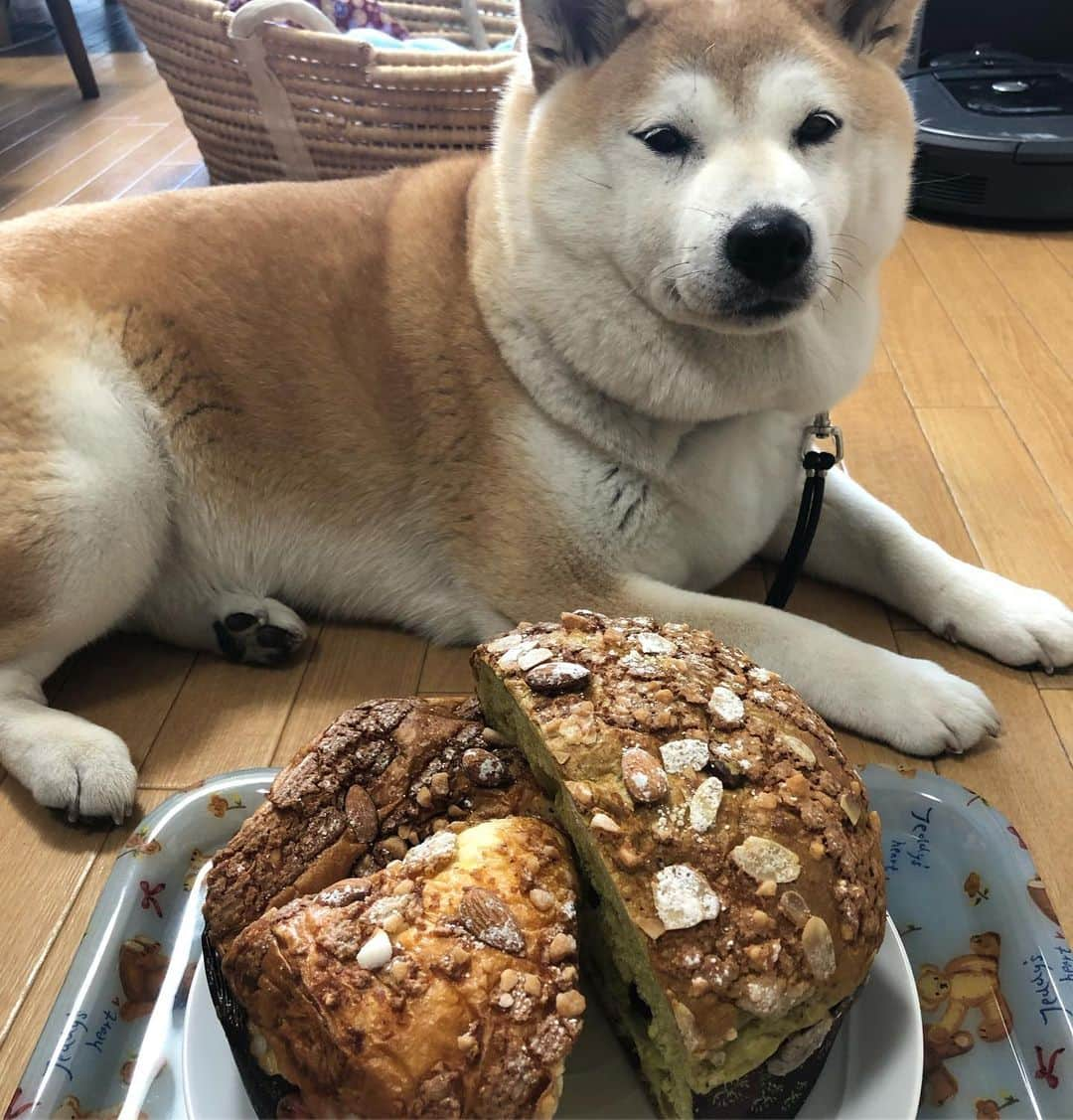 こなつさんのインスタグラム写真 - (こなつInstagram)「でっかいパン買ってきた🍞  オレンジピールと抹茶を半分ずつ。  中はふわふわで、ペロッと食べてしまいそうです。 美味しい😋 * * * #木村屋 #木村屋2 #木村屋2deux」8月5日 13時57分 - makonatu