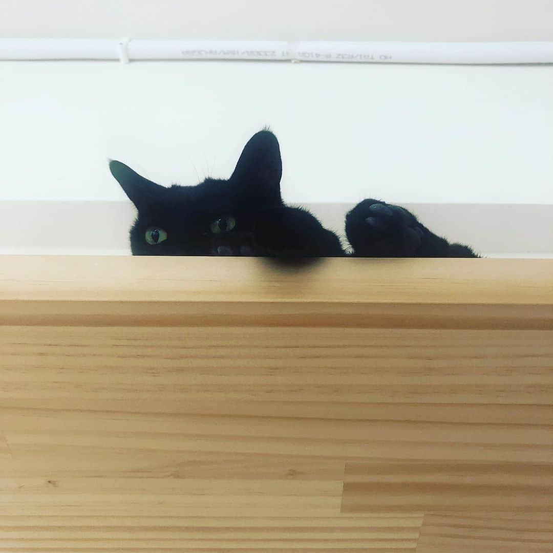 黃阿瑪的後宮生活さんのインスタグラム写真 - (黃阿瑪的後宮生活Instagram)「Socles：「不要偷拍我，變態。」#黑貓 #fumeancats #黃阿瑪的後宮生活 #貓 #Soso」8月5日 14時32分 - fumeancat
