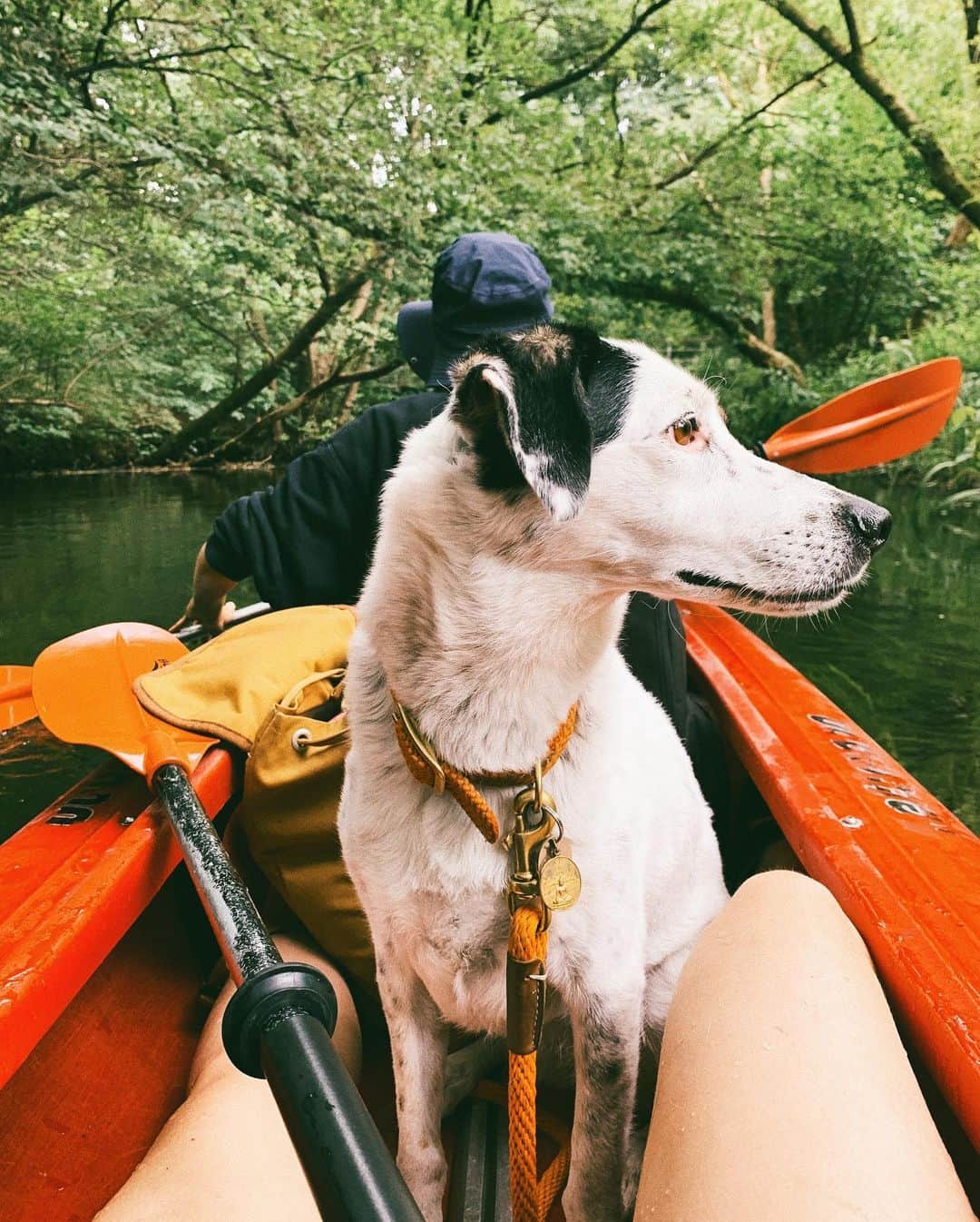 STIL IN BERLINのインスタグラム：「Yesterday, we paddled 16km and almost 6 hours on the Rhin through a nature reserve, drove into and onto many logs, got all wet, all giggly and even Nico had a great time. Look for kajak and rhin on your preferred search engine to do the same.」