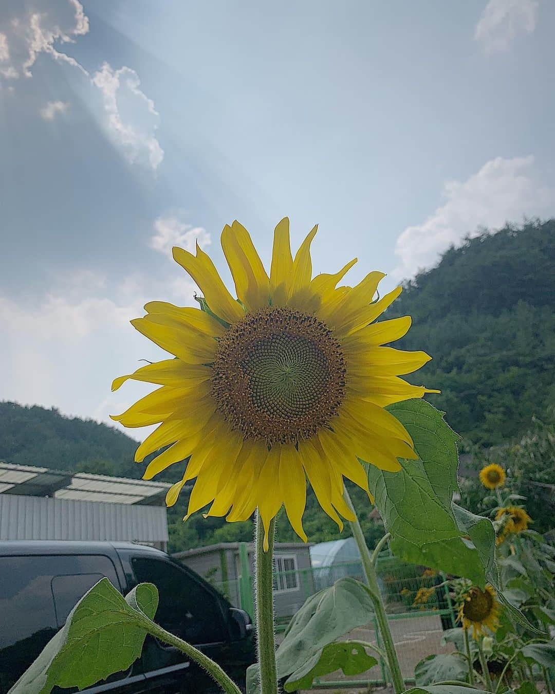 ソミンさんのインスタグラム写真 - (ソミンInstagram)「🌻🌻🌻」8月5日 15時13分 - somin_jeon0822