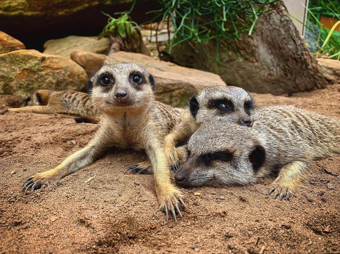 タロンガ動物園さんのインスタグラム写真 - (タロンガ動物園Instagram)「Just some of our resident meerkats living their best life ☺️⠀ ⠀ 📸 via @lv.clrk」8月5日 15時46分 - tarongazoo