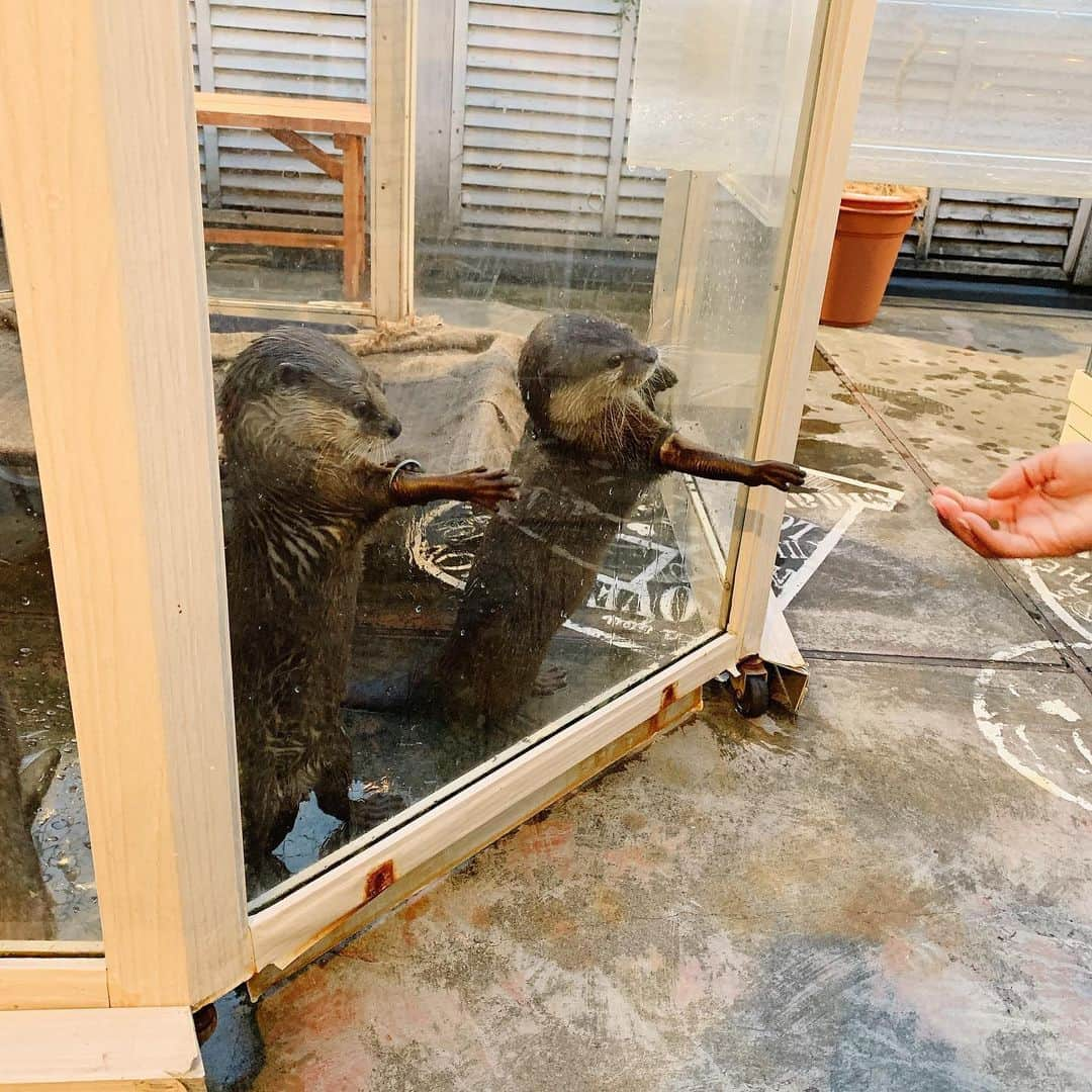 夢咲りおなさんのインスタグラム写真 - (夢咲りおなInstagram)「カワウソカフェ行きました🦔 . 可愛すぎて癒されました💕 やっぱり動物すき。 .  小学生の時の夢は同級生のりさと動物園を作ることだったんだよ🐶w りさ覚えてるかな？ . . . . . #ハリネズミカフェ#ハリネズミ#カワウソ#うさぎ#リス#カフェ#渋谷カフェ#可愛い#可爱#cafe #渋谷#原宿#東京#harry原宿」8月5日 15時50分 - yumerio0906