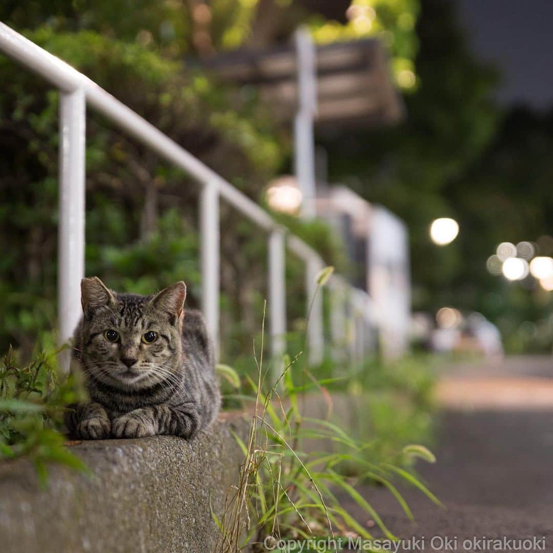 Masayukiさんのインスタグラム写真 - (MasayukiInstagram)「おててそろえて。  #cat #ねこ」8月5日 15時59分 - okirakuoki