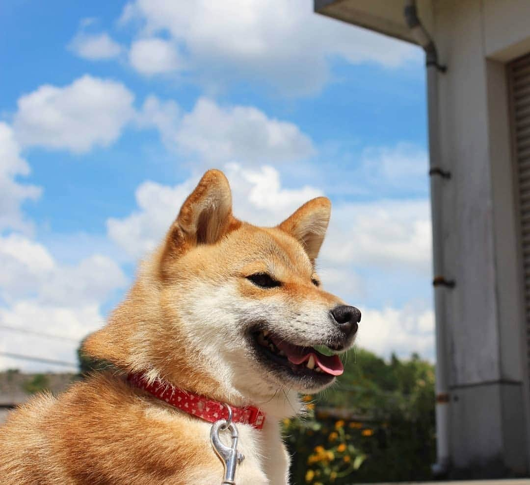 柴犬たま Shibainu Tamaのインスタグラム