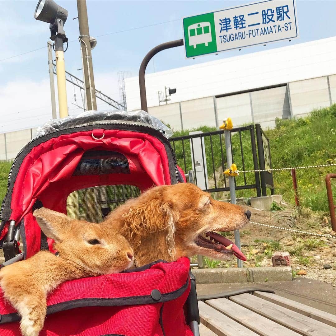 Chieko Shibutaさんのインスタグラム写真 - (Chieko ShibutaInstagram)「たろー🐶&うじゃこ🐰地方☀️ 夏休み🍎 昼のドライブ🚗💨 はじめての町 探検 たろー！ 暑さはどこも一緒 暑いね🥵🐰💦 昨夜 終わり寸前ねぶた祭り到着！ プチ ねぶた 見てきたよ！ 今から ねぶた出動💨🐶🐰✨今日は どんなかな？ 💕✨🐶🍀🐰✨💕 #dachshund #dachshunds #dachshundlove #dog #dogs #doglove #instadog #instagram #instagood #pet #pets #petsagram #cute #cutepe #cutepet #cutedog #cuteanimals #likes #09076999576 happy #smile #rabbit #ラビット #ミニュチュア #ミニュチュアダックス  #ミニュチュアダックスフント #うさぎ部 #うさぎ #ダックス #ダックスフンドロングヘアー#ねぶた祭り」8月5日 17時01分 - chieko.81