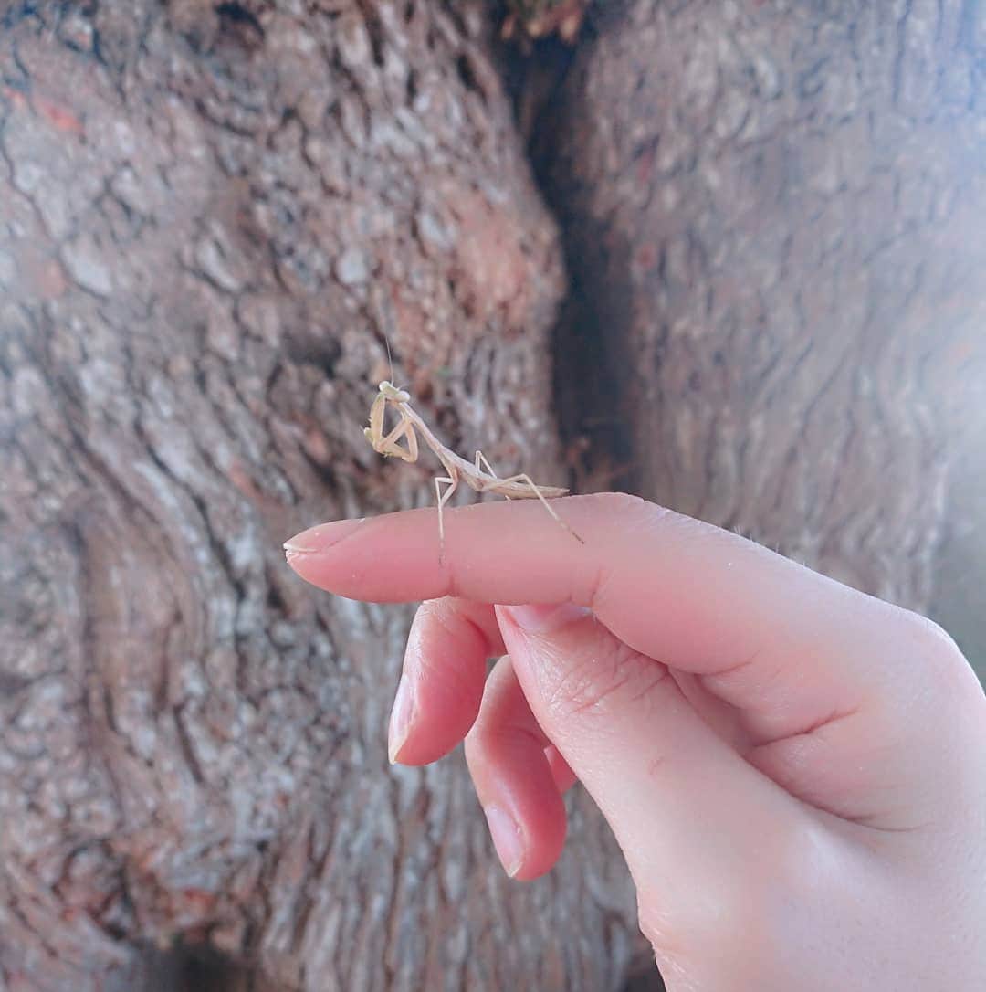 のインスタグラム：「Beautiful 👶 #timeforest #かまきり」