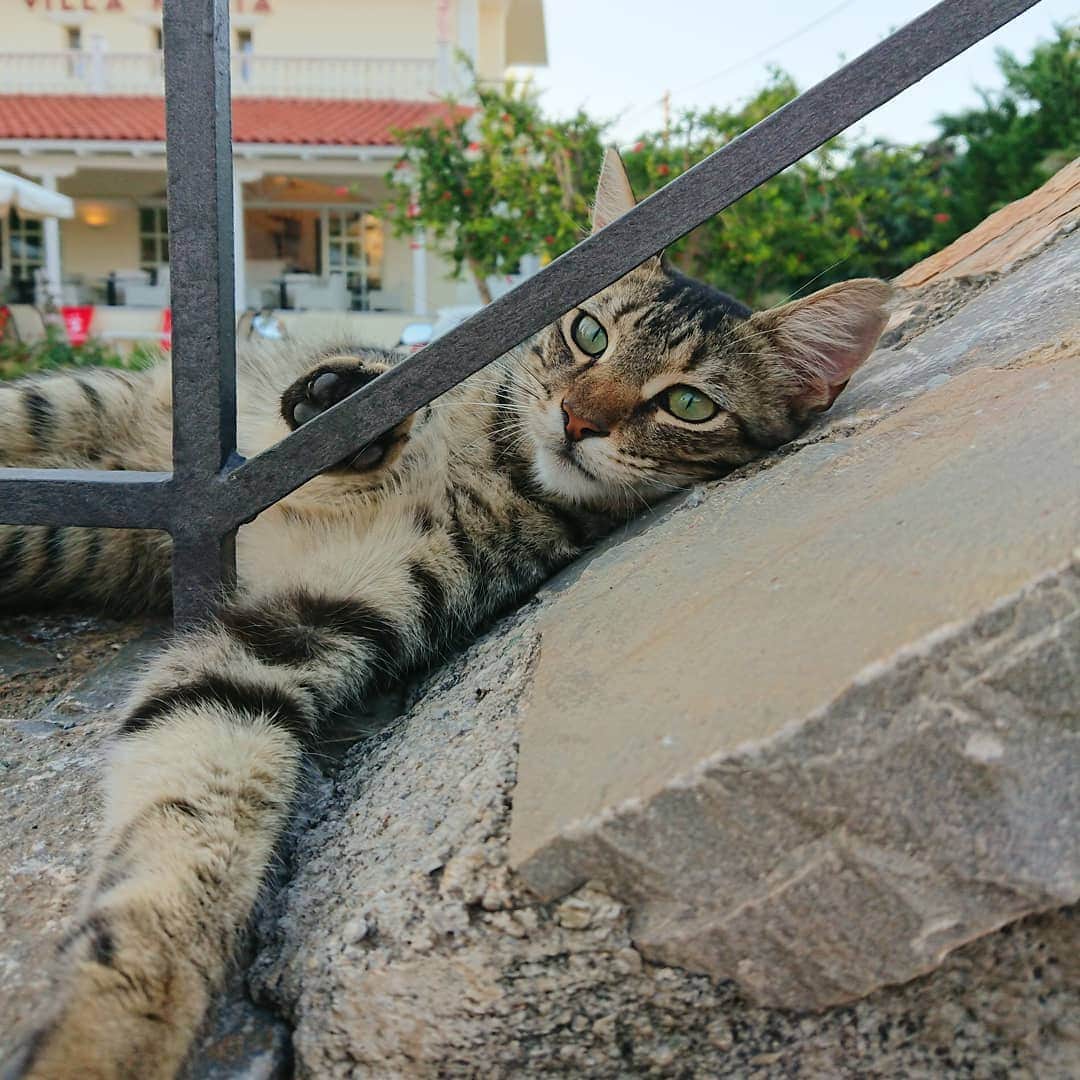 のインスタグラム：「🐈☀️」