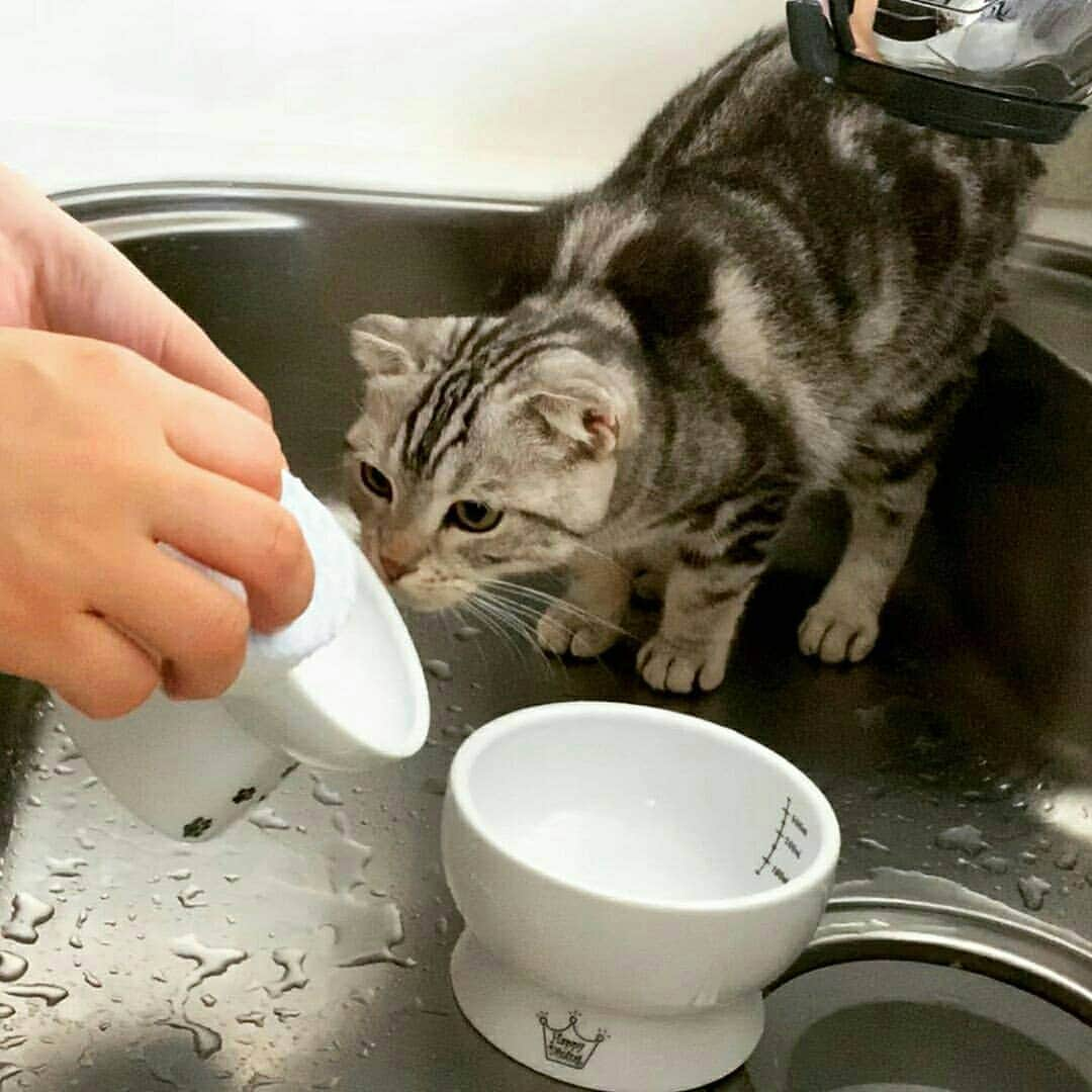 猫壱（ねこいち•ネコイチ）さんのインスタグラム写真 - (猫壱（ねこいち•ネコイチ）Instagram)「【Instagramに投稿して猫壱商品を貰っちゃおう✨】 ▫ ちゃんと洗えているかチェック中💨 ▫ ▫ #洗剤なしで洗えるから #こんなにそばに猫さんがいても大丈夫👍 ▫ ▫ :::::::::#猫壱 ::::::: #猫壱キャンペーン 8月は#ハッピーダイニング  が対象です✨ 対象商品をお持ちの皆様、ぜひご応募くださいね❤ ▫ ▫ Instagramに登場した商品はプロフィールのリンクよりご覧いただけます🎶 お写真の商品は新商品#ハッピーダイニング #脚付フードボウル #脚付ウォーターボウル  と#猫食器用スポンジ 用スポンジ でした✨ 気になる方は @necoichicojp からチェックしてくださいね❤ ▫ ▫ Repost from @ganchannel1203 thank-you💕💕💕💕」8月5日 17時37分 - necoichicojp