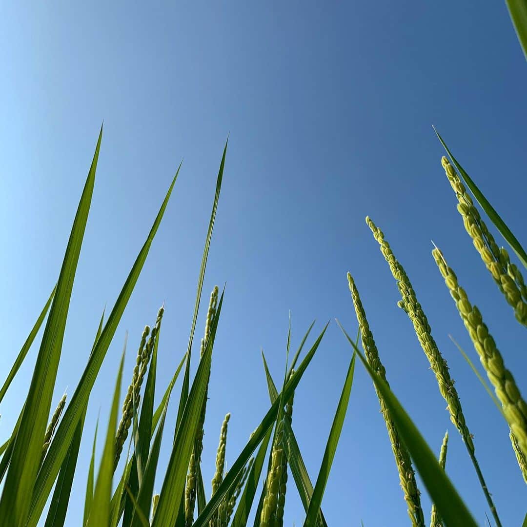 ＪＡ北魚沼（北魚沼農業協同組合）さんのインスタグラム写真 - (ＪＡ北魚沼（北魚沼農業協同組合）Instagram)「北魚沼の景色 2019.8.5 【 空に向かって 】 ． 今日もギラギラとした太陽が照りつけて、35.2℃の猛暑日となりました北魚沼地域です🌞 ． コシヒカリの「出穂（しゅっすい）」が始まってます🌾 ． 昼間は強い陽射しで猛暑日を記録するなど過酷な日が続いていますが、稲穂たちは空に向かって元気よく伸びています✨ ． #ja北魚沼 #北魚沼 #農協 #きたうおぬま #新潟県 #魚沼市 #長岡市川口 #北魚沼産コシヒカリ #北魚沼産こしいぶき #北魚沼産新之助 #魚沼産コシヒカリ ． ． #niigatapic #gataphoto #uonuma_pic #誰かに見せたい景色 #ダレカニミセタイケシキ  #田舎の風景  #田舎暮らし #何気ない日常 #猛暑日 ． #ごはん #よるごはん #ばんごはん ． #いただきます #ごちそうさまでした」8月5日 18時08分 - jakitauonuma_official