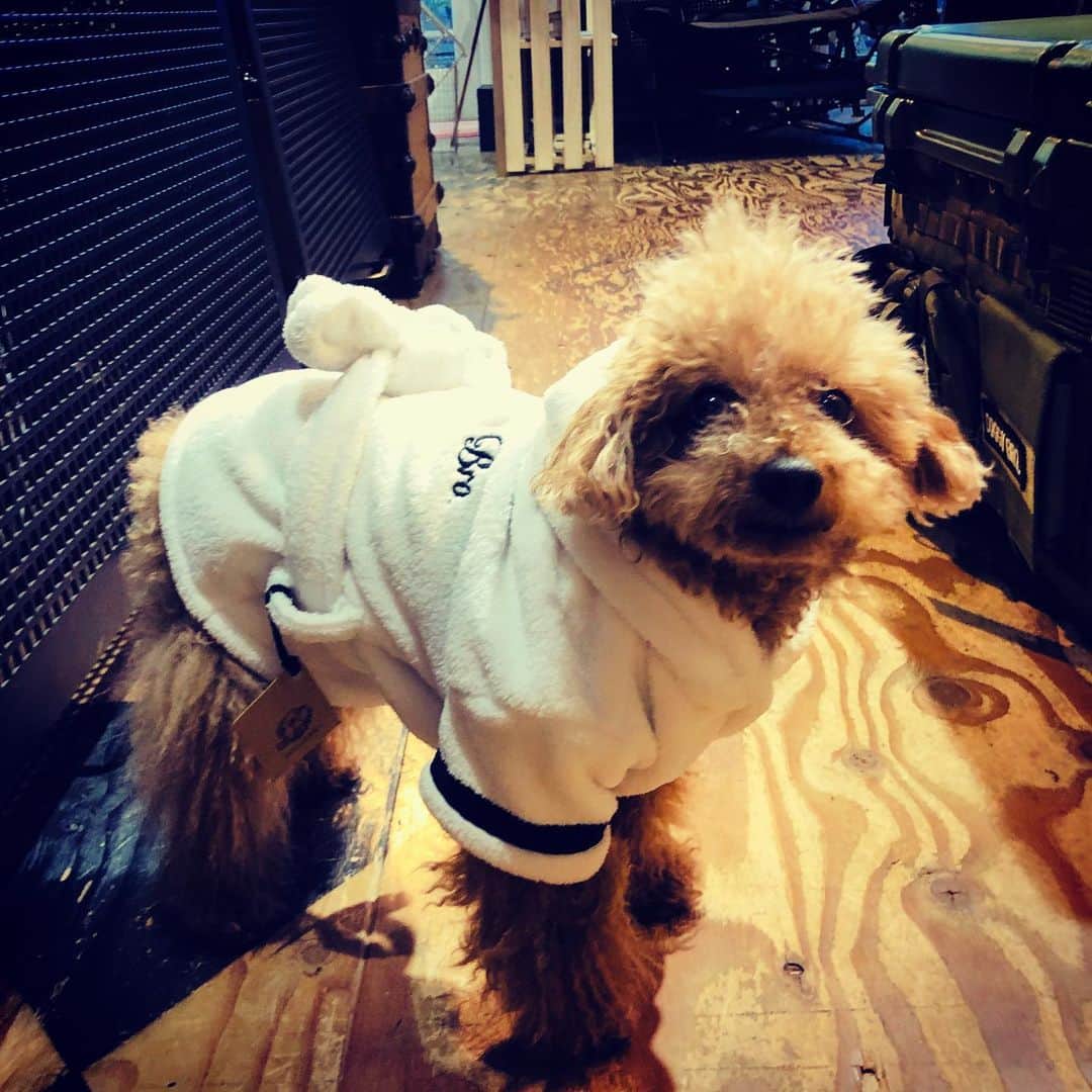 日々野真理さんのインスタグラム写真 - (日々野真理Instagram)「ココアです。 バスローブを買ってもらいました😏 ・  #バスローブ #犬用バスローブ  #愛犬 #いぬすたぐらむ」8月5日 18時36分 - marihibino1031