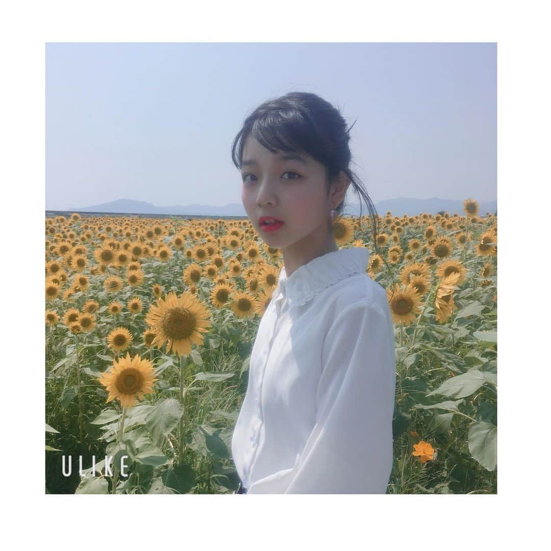 小林咲葵さんのインスタグラム写真 - (小林咲葵Instagram)「🌻﻿ ﻿ 今年も来ちゃった☀︎﻿ 向日葵ってすてき☻﻿ ﻿ 🌻🌻🌻﻿ ﻿ ﻿ #小林咲葵﻿ #ひまわり畑﻿ #向日葵﻿ #だいすき﻿ #花の海」8月5日 18時58分 - saki0819_k