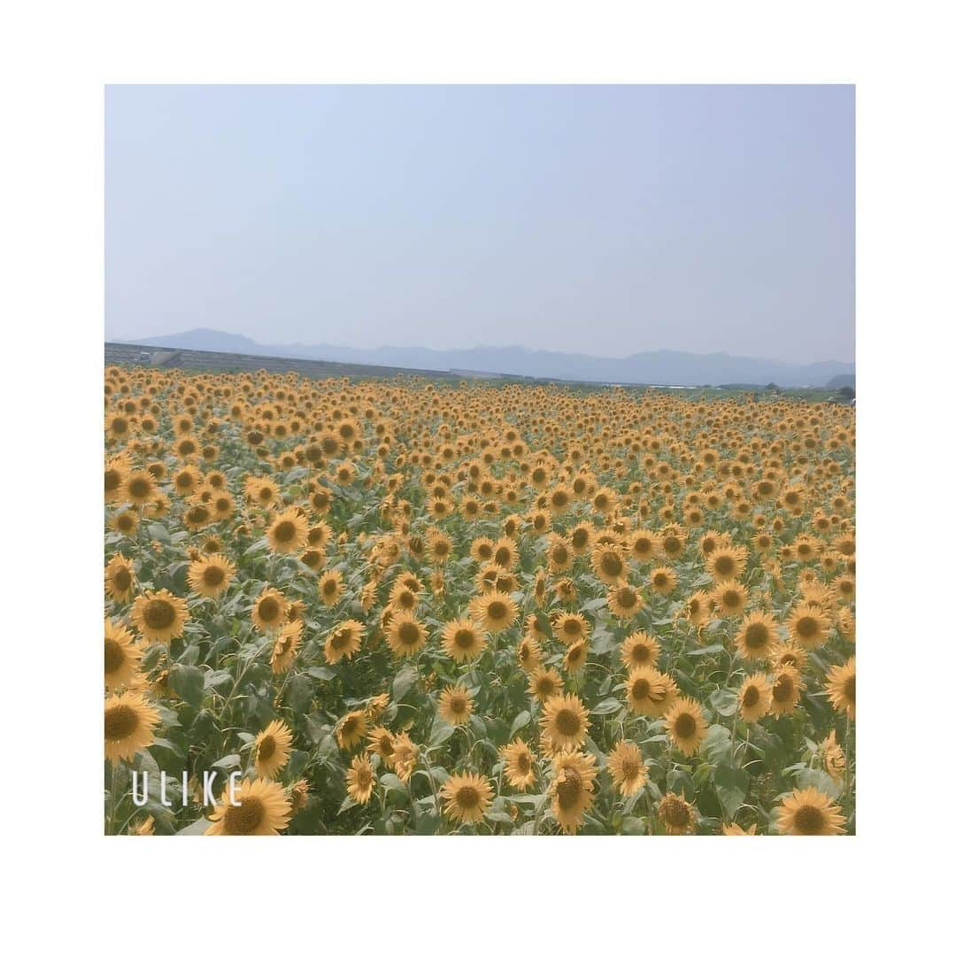 小林咲葵さんのインスタグラム写真 - (小林咲葵Instagram)「🌻﻿ ﻿ 今年も来ちゃった☀︎﻿ 向日葵ってすてき☻﻿ ﻿ 🌻🌻🌻﻿ ﻿ ﻿ #小林咲葵﻿ #ひまわり畑﻿ #向日葵﻿ #だいすき﻿ #花の海」8月5日 18時58分 - saki0819_k