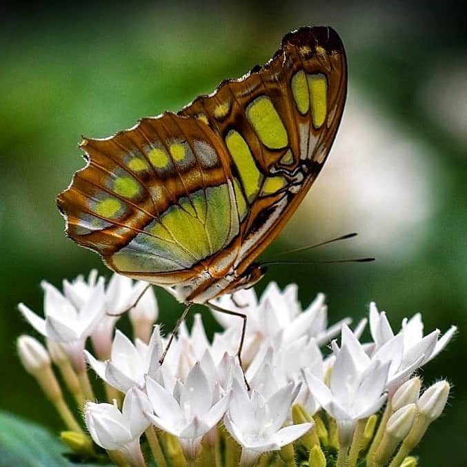 NikonUSAさんのインスタグラム写真 - (NikonUSAInstagram)「#NikonNoFilter macro photo from @newenglandgirrl, taken in Westford, Massachusetts. 🦋 📸: #D5500 with the AF-S #NIKKOR 70-200mm f/4G ED VR lens. #naturephotography #macrophotography #ig_insects #ig_macro」8月6日 4時55分 - nikonusa