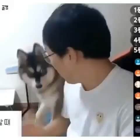 のインスタグラム：「Repost from @karmagawa ⚠WARNING GRAPHIC IMAGES⚠ This happened a few days ago in South Korea where the person in the video stated that was he abusing his dog to get increased likes on his YouTube account…SERIOUSLY! Unlike China, South Korea has laws against animal abuse, and this person should be arrested and the dog taken from him, but sadly as of now this individual still has possession of the pup, and no action has been taken. But aside from the court of law, there’s also the court of public opinion and we want EVERYONE to be made aware that this kind of animal abuse has no place in society today so please share this truly sickening video with your followers, tag people in the comments who need to see it and help us warn others/spread awareness about this blatant animal abuser so this individual, and all others like him, will think twice before they dare abuse any animal again! Thanks for the head’s up @animalhopeandwellness #endanimalcruelty #endanimalabuse #karmagawa」