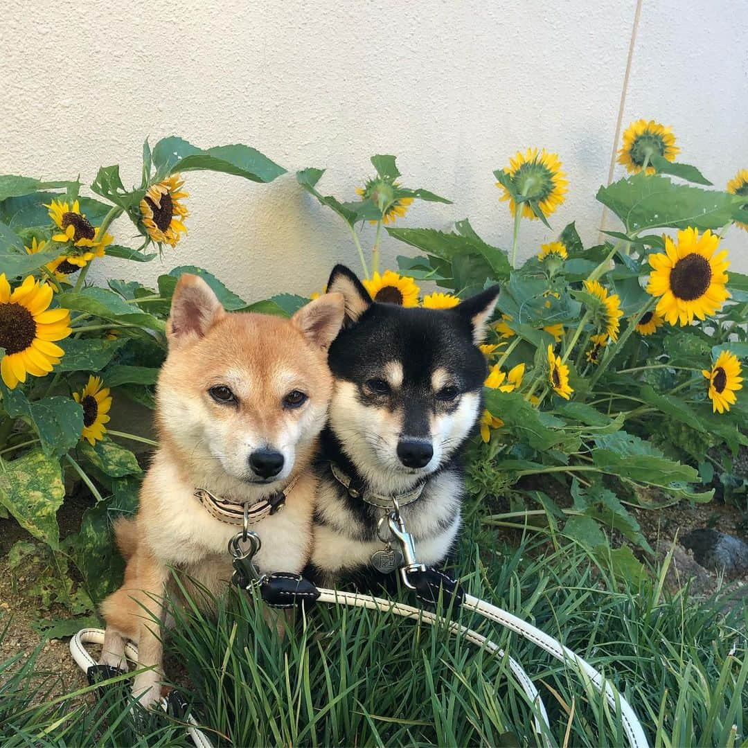 豆柴なつ&ふゆさんのインスタグラム写真 - (豆柴なつ&ふゆInstagram)「Sunflower with Natsu＆Fuyu😆❤️ お庭のひまわりとなつふゆ😆❤️ #ひまわり #柴犬#shiba #shibainu #shibastagram #shibamania #sunflowers #豆柴#癒し #庭 #仲良し #pecoいぬ部#doglove #garden #dogstagram #dogoftheday #かわいい#instashiba #daffodils #🐕📷 #ふわもこ部#gardening #花 #ガーデニング #犬#instacute #柴#proudshibas #cutepets #わんこ」8月5日 20時52分 - mameshiba.natsuinu56