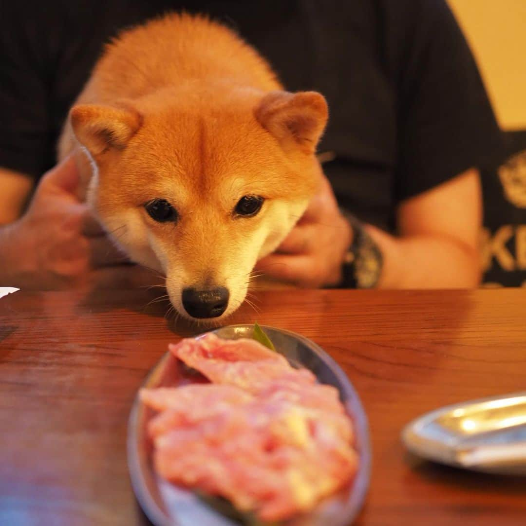 豆柴にこちゃんさんのインスタグラム写真 - (豆柴にこちゃんInstagram)「🐶🐮 昨日は #野川公園 の後、 ずっと気になっていた高円寺の焼肉屋、 #ミートマーケット へ。 . リーズナブルで店内ペット同伴可❣️ 犬用のお肉も七輪で焼いて一緒に食べれるよ。 . にこは鳥せせりを食べました🐓 お店はカフェっぽい雰囲気で 女性向けなかんじ。 . ペット同伴可の焼肉は うしすけしか知らなかったから なかなか穴場でした🍖 . にこは始終パパのおひざで おりこうにしてたよー . タピオカとローストビーフ丼が 名物みたいだけど今回は食べず。 今度挑戦しよー . #にこもオールフリー飲みたい . #柴犬#豆柴#pecoいぬ部#犬#わんこ#犬#shibainu#dog#mameshiba#pecotv#dog#いぬのきもち部#しばいぬ#しばけん#こいぬ#シバイヌ#いぬ#イヌ#赤柴#マメシバ#ペット#日本犬#子犬#puppy#doggo#pet#시바견#강아지#개」8月5日 21時09分 - nikochan.mame48