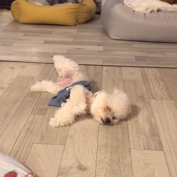 띠비비샤샤루루슈엘のインスタグラム