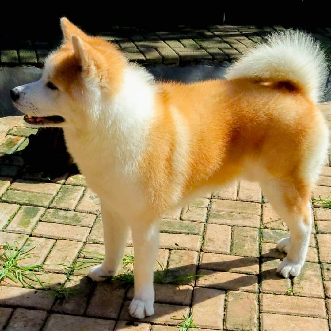 INA. CH KAITO VON JAH SUEDEのインスタグラム：「I'm wondering what are you doing there. Can i join you too ? . . . . . . . . . . . #akita#akitafeatures#akita_feature#japaneseakita#dog_features#Hatchiko#love#animal#petoftheday#akitaofinstagram#pet#animal#秋田犬#犬#秋田#日本の秋田#日本犬 #大型犬 #日本語 #子犬 #可愛い #doglover#ワンコ大好き倶楽部公式 #photooftheday#akitagram#instapet#dogstagram#dog#puppy#INSTAKITA」